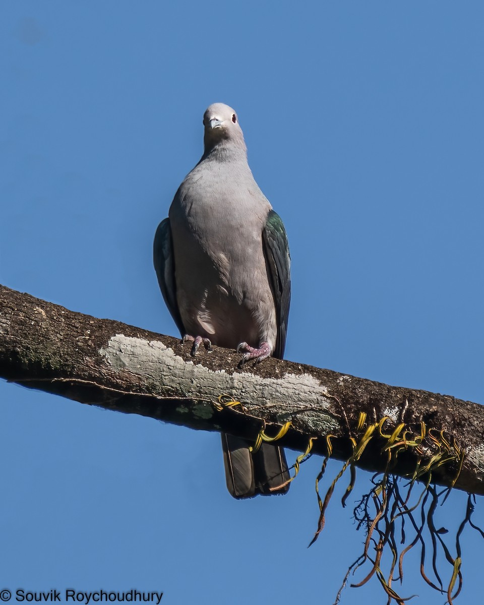 Green Imperial-Pigeon - ML402124371