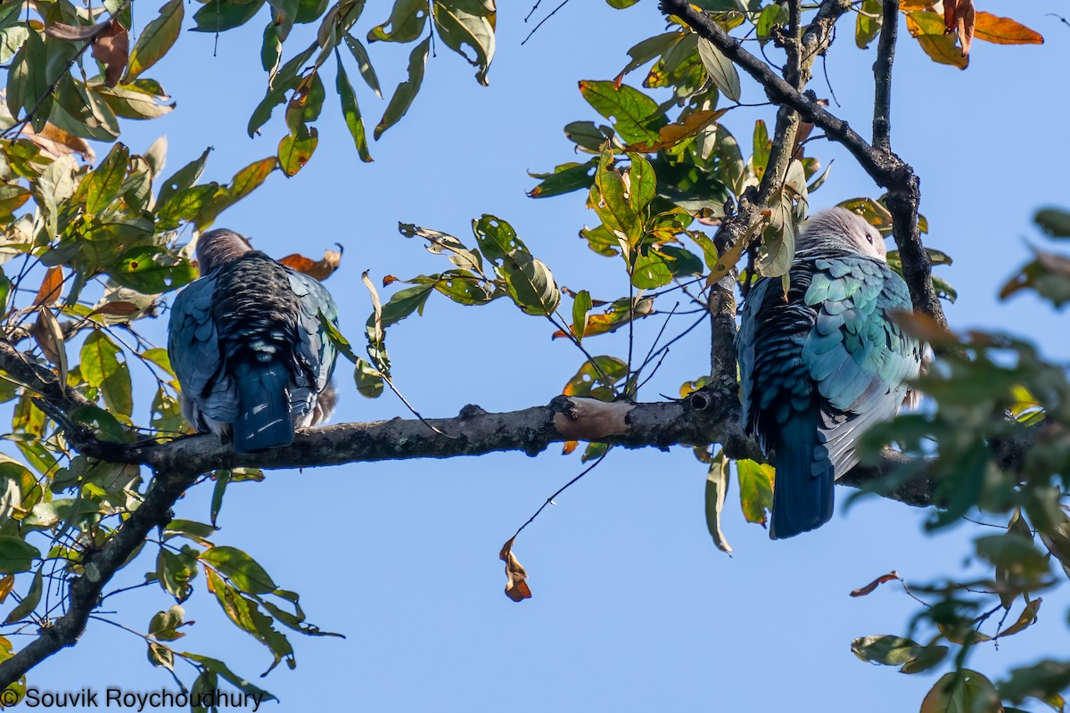 Green Imperial-Pigeon - ML402124381