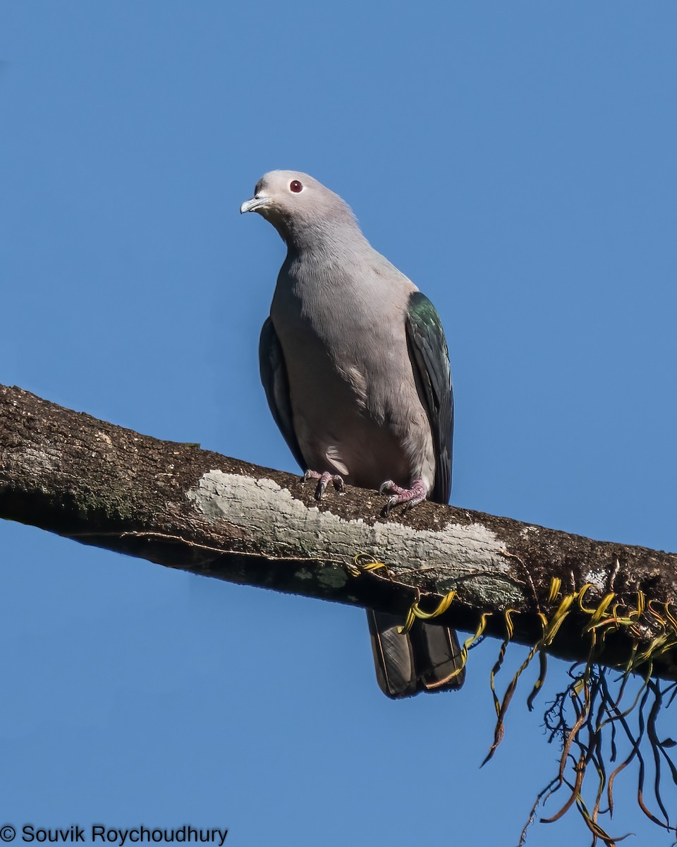 Green Imperial-Pigeon - ML402124401