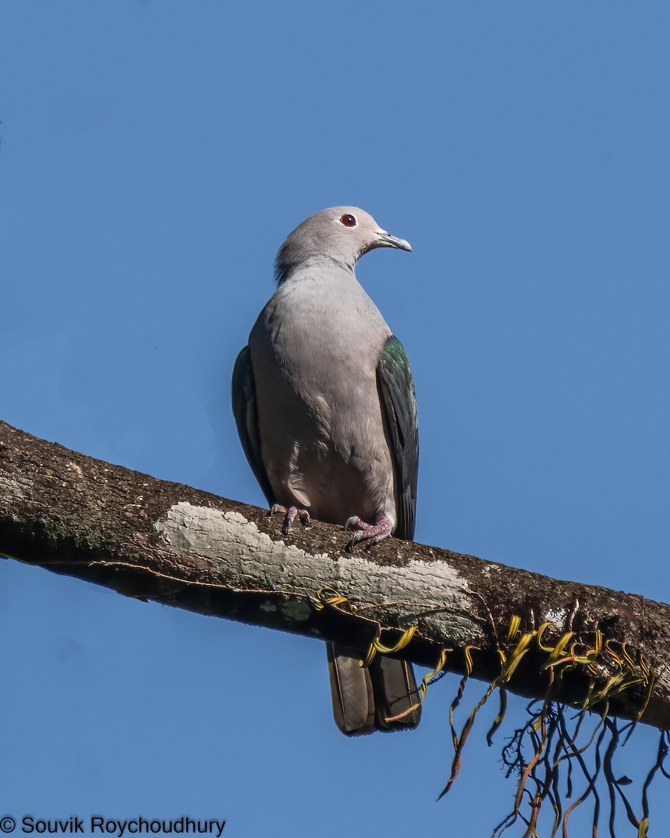 Green Imperial-Pigeon - ML402124421