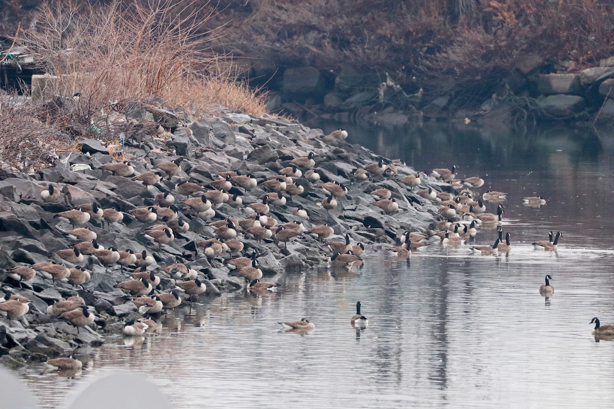 Canada Goose - ML402124461