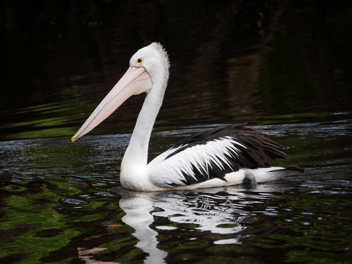 pelikán australský - ML402124571