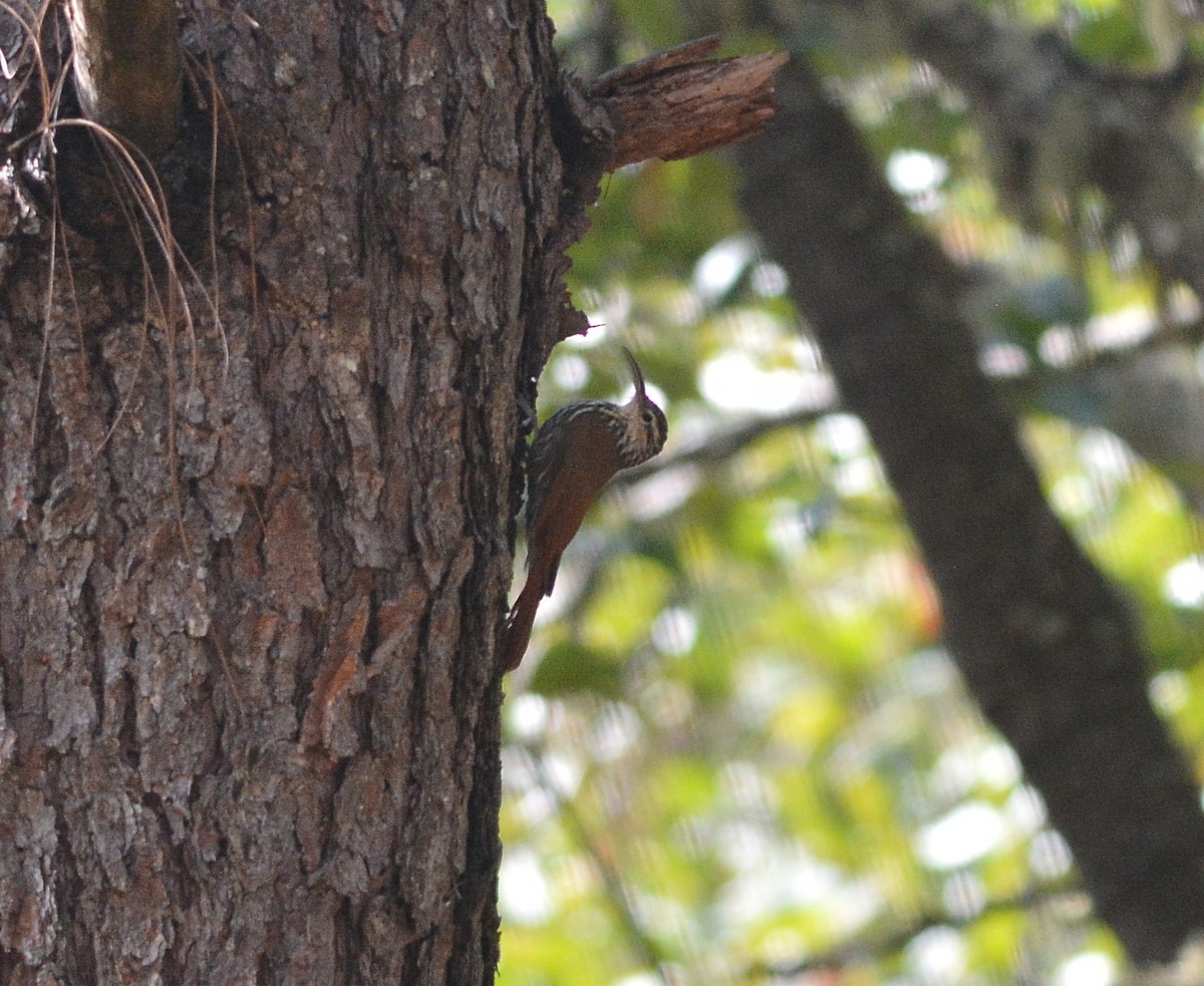 White-striped Woodcreeper - ML402124581