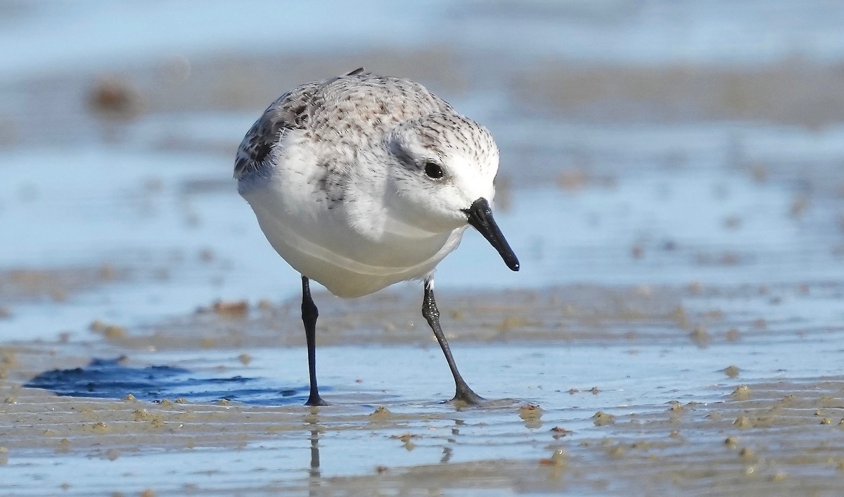 Bécasseau sanderling - ML402125801