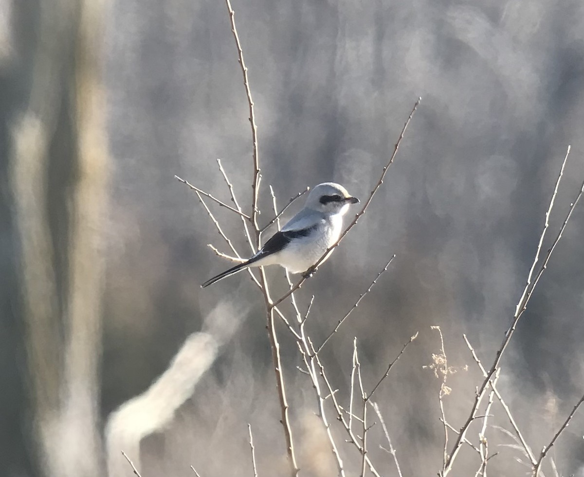 Northern Shrike - ML402126071