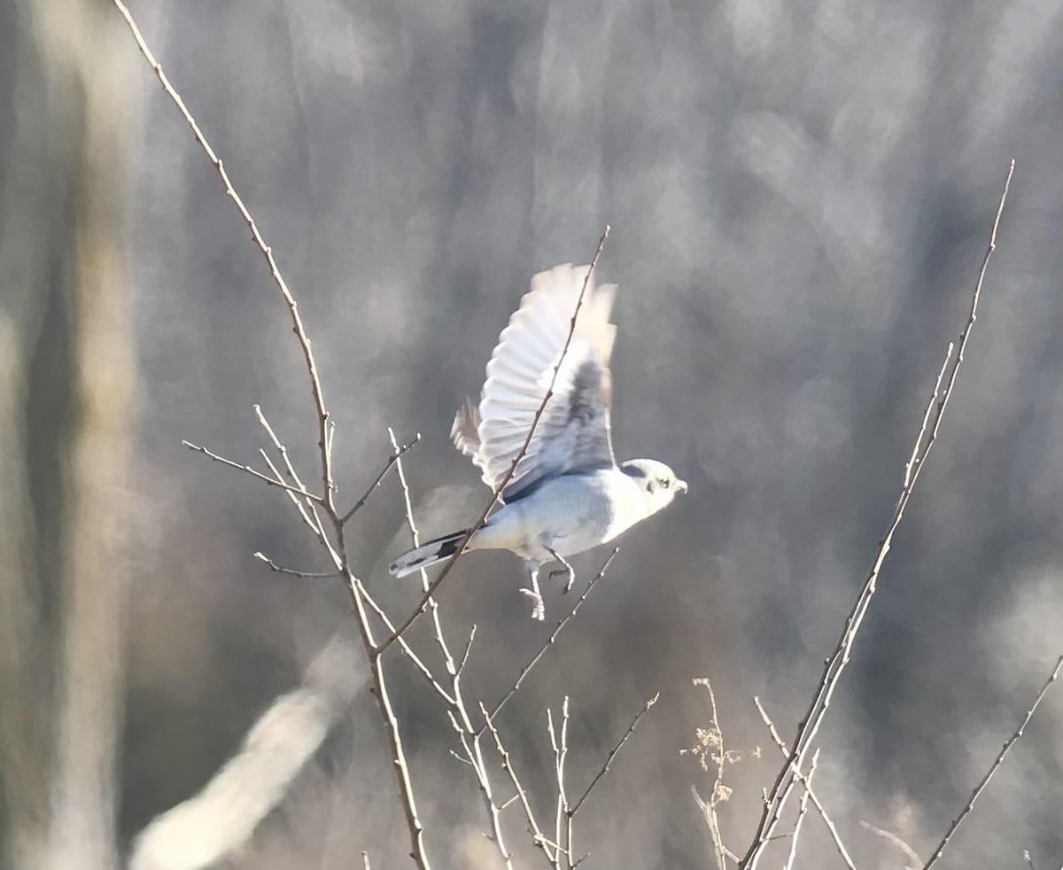 Northern Shrike - ML402126081