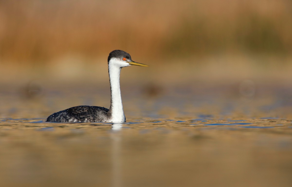 Western Grebe - ML402126981