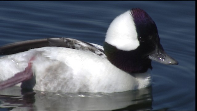 Bufflehead - ML402127