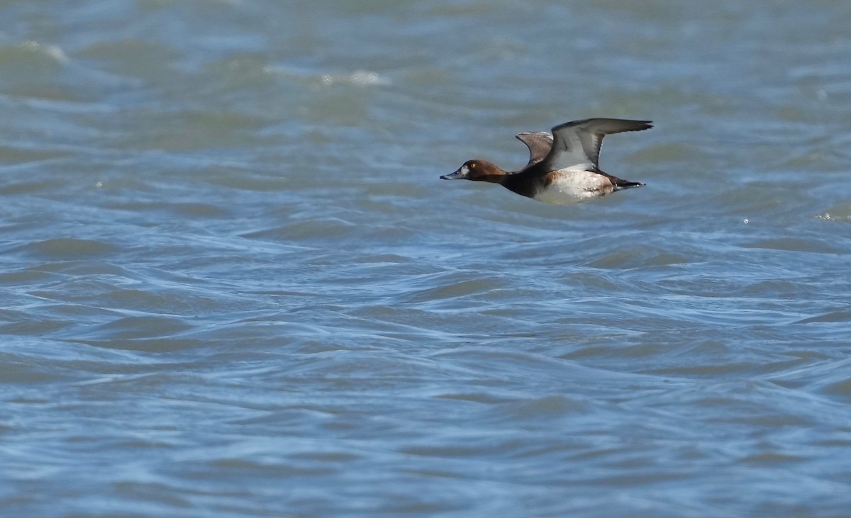 Lesser Scaup - Sunil Thirkannad