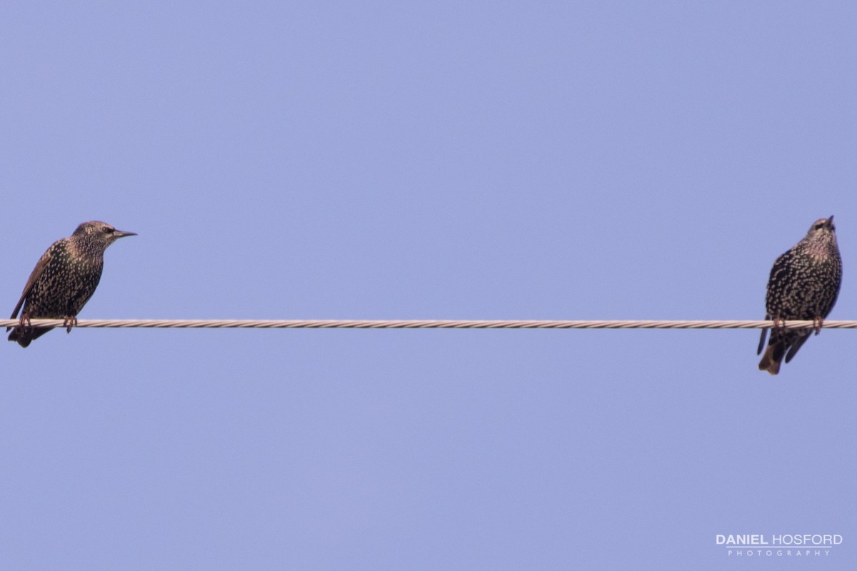 European Starling - ML40212941