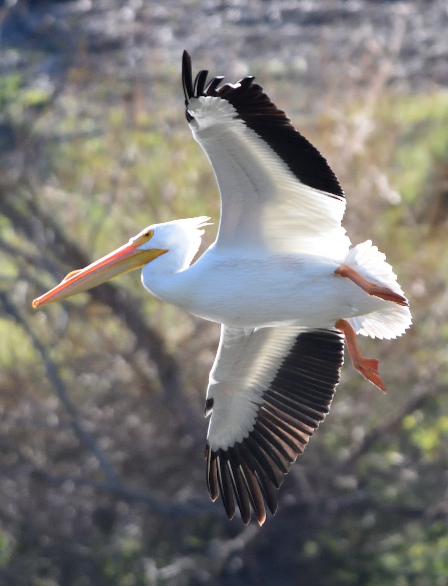 American White Pelican - ML402130361