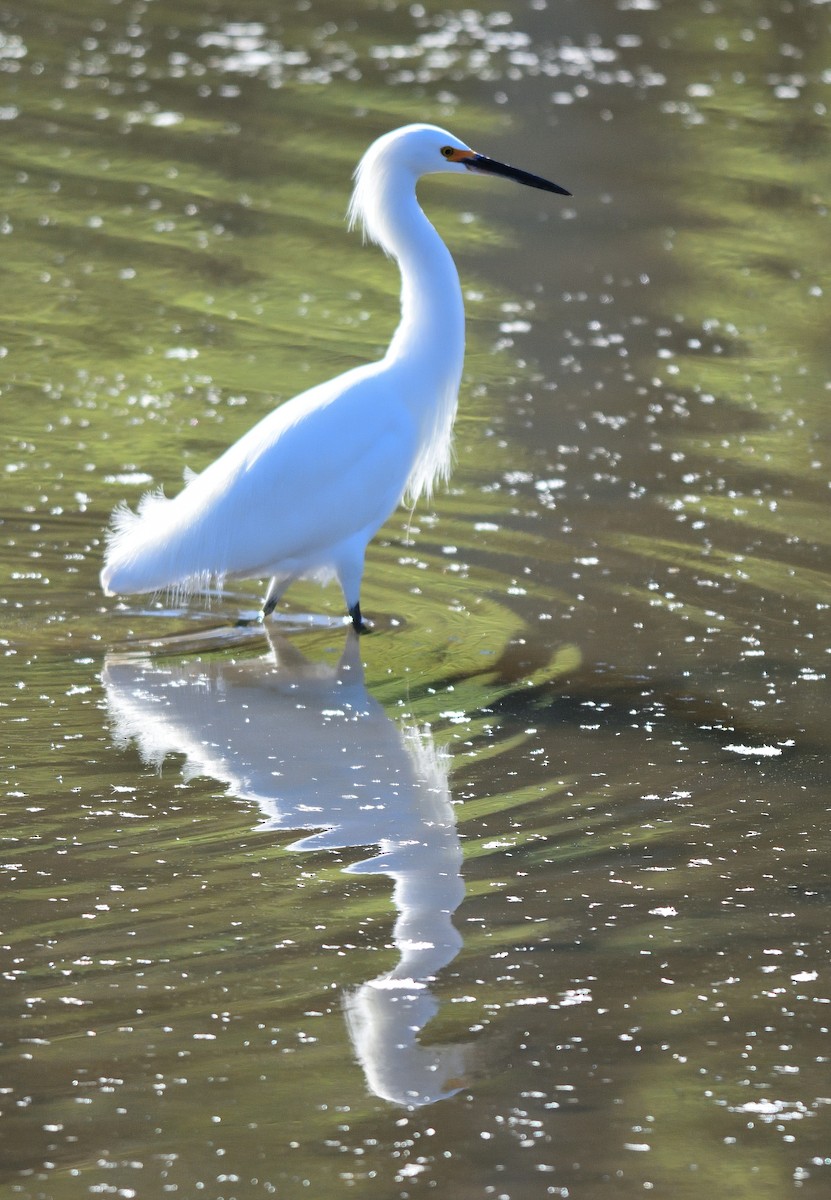 Snowy Egret - ML402130531