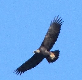 Golden Eagle - ML402130541