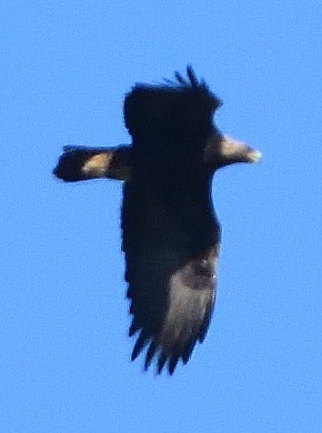 Golden Eagle - ML402130551