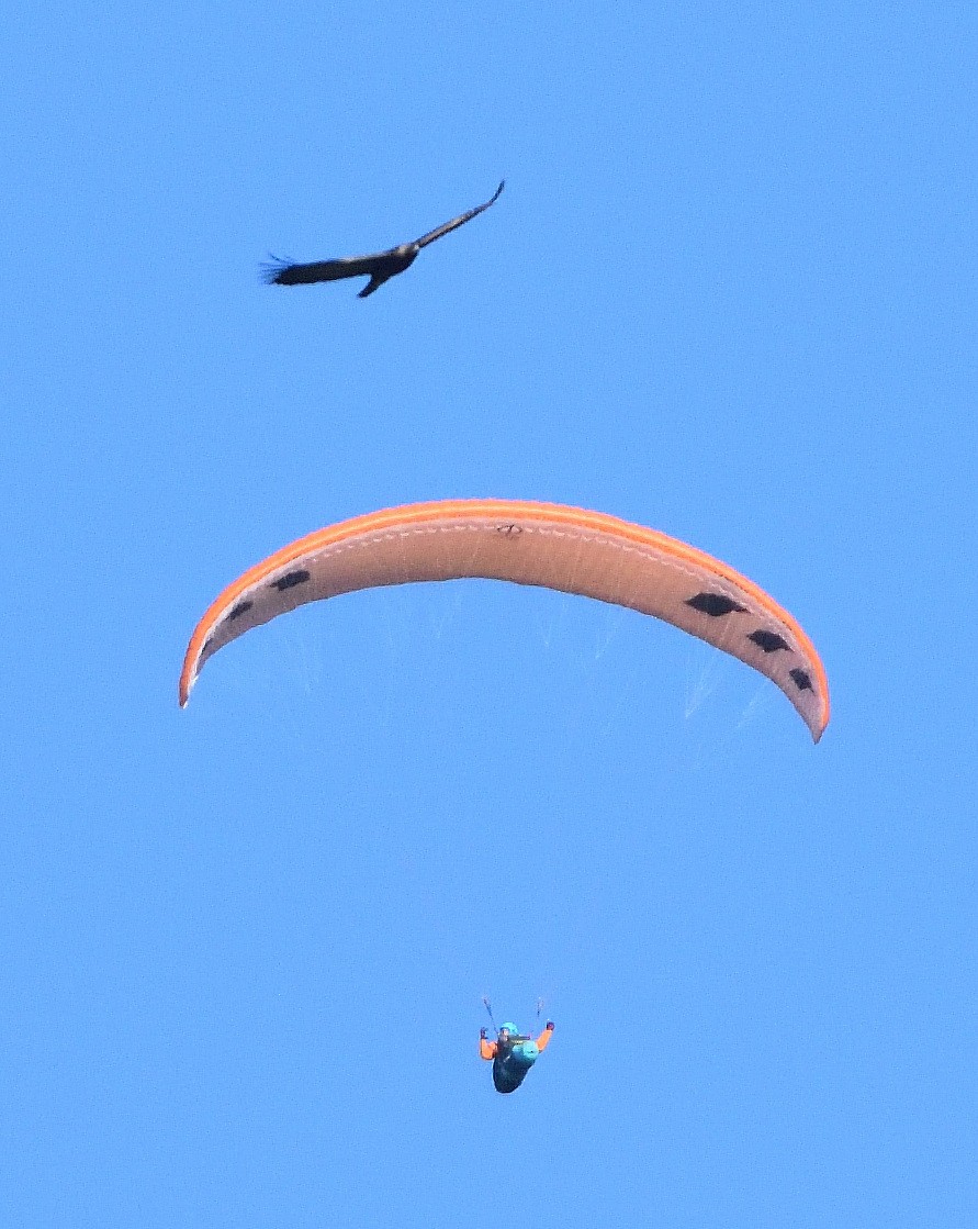 Golden Eagle - ML402130601