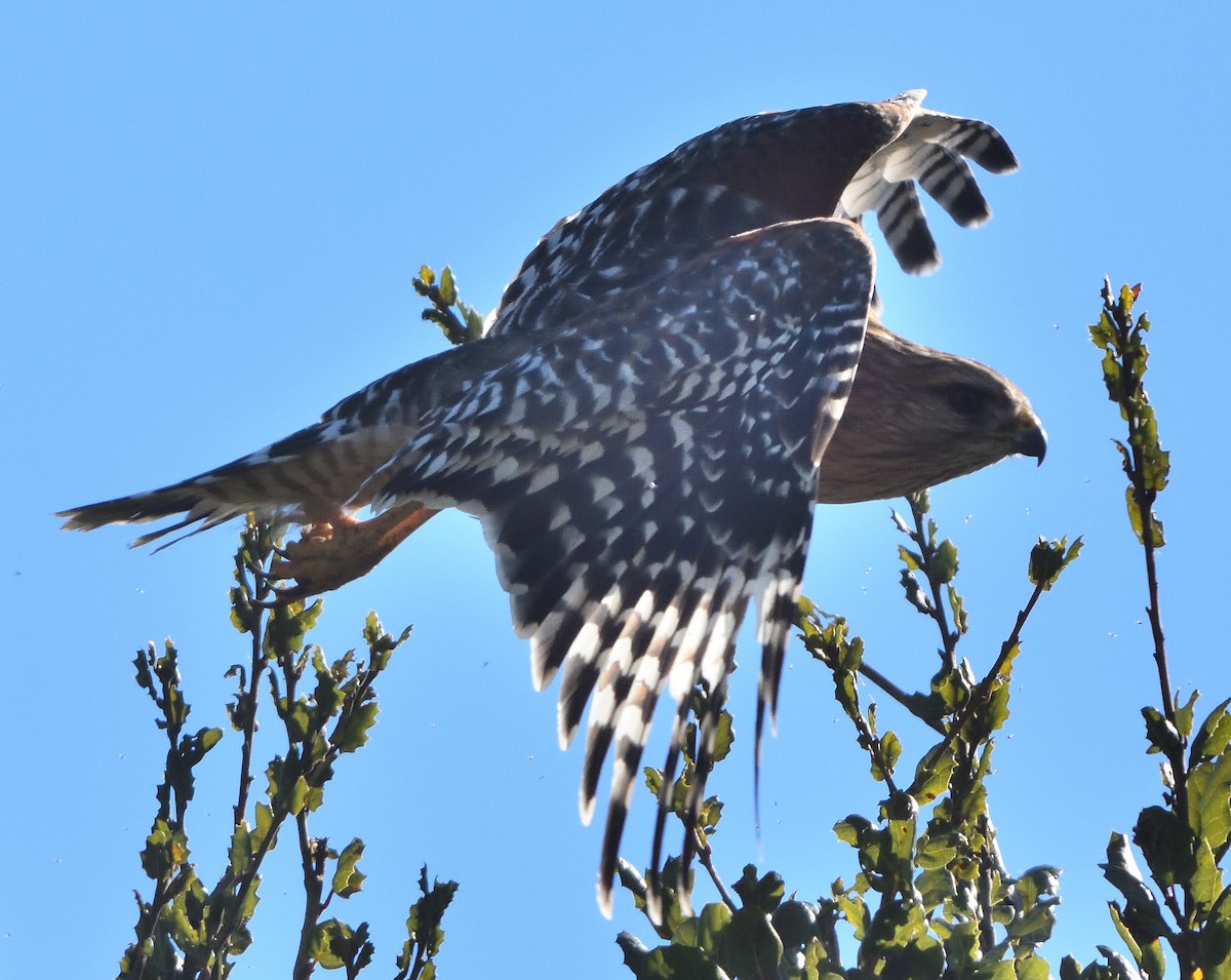 Red-shouldered Hawk - ML402130761