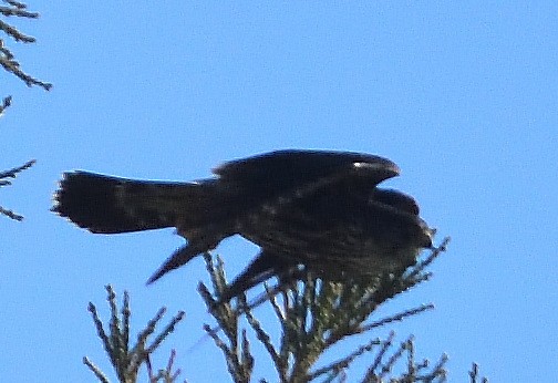 Merlin - ML402130851