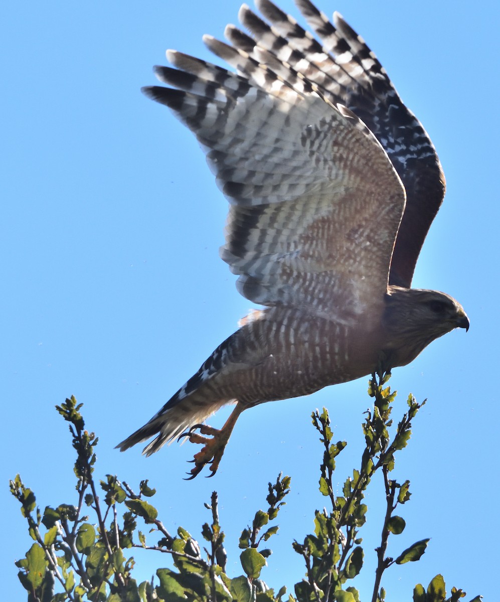 Red-shouldered Hawk - ML402130861