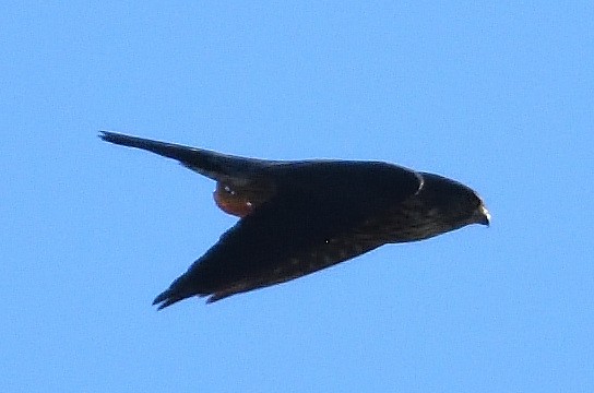 Merlin - ML402130871