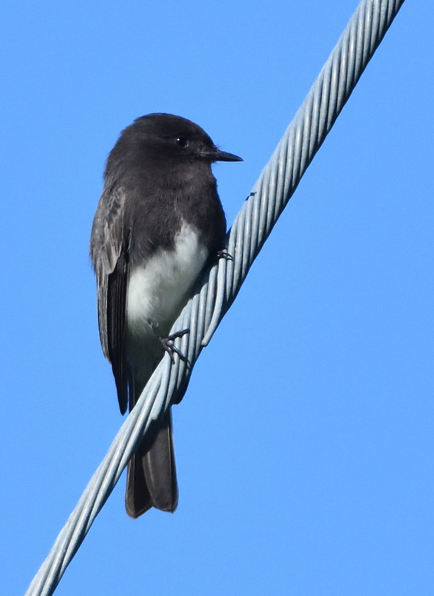 Black Phoebe - ML402130941