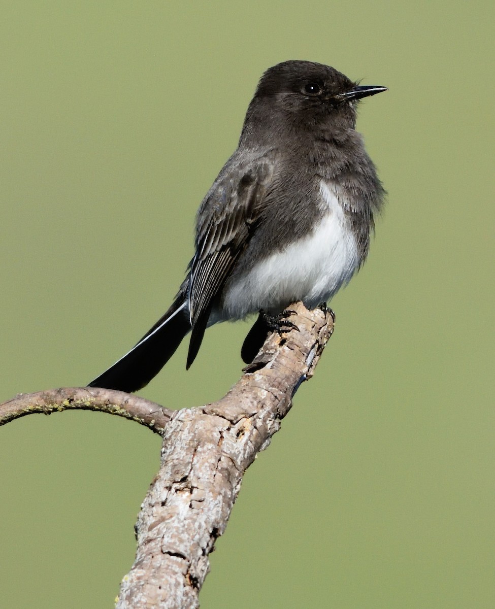 Black Phoebe - ML402131081
