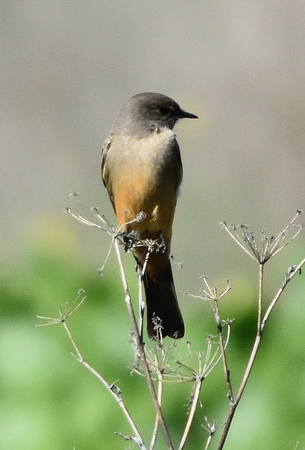 Say's Phoebe - ML402131181