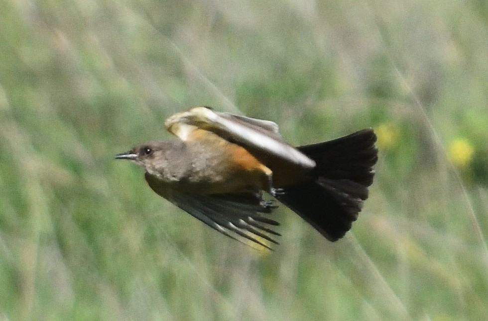 Say's Phoebe - ML402131211