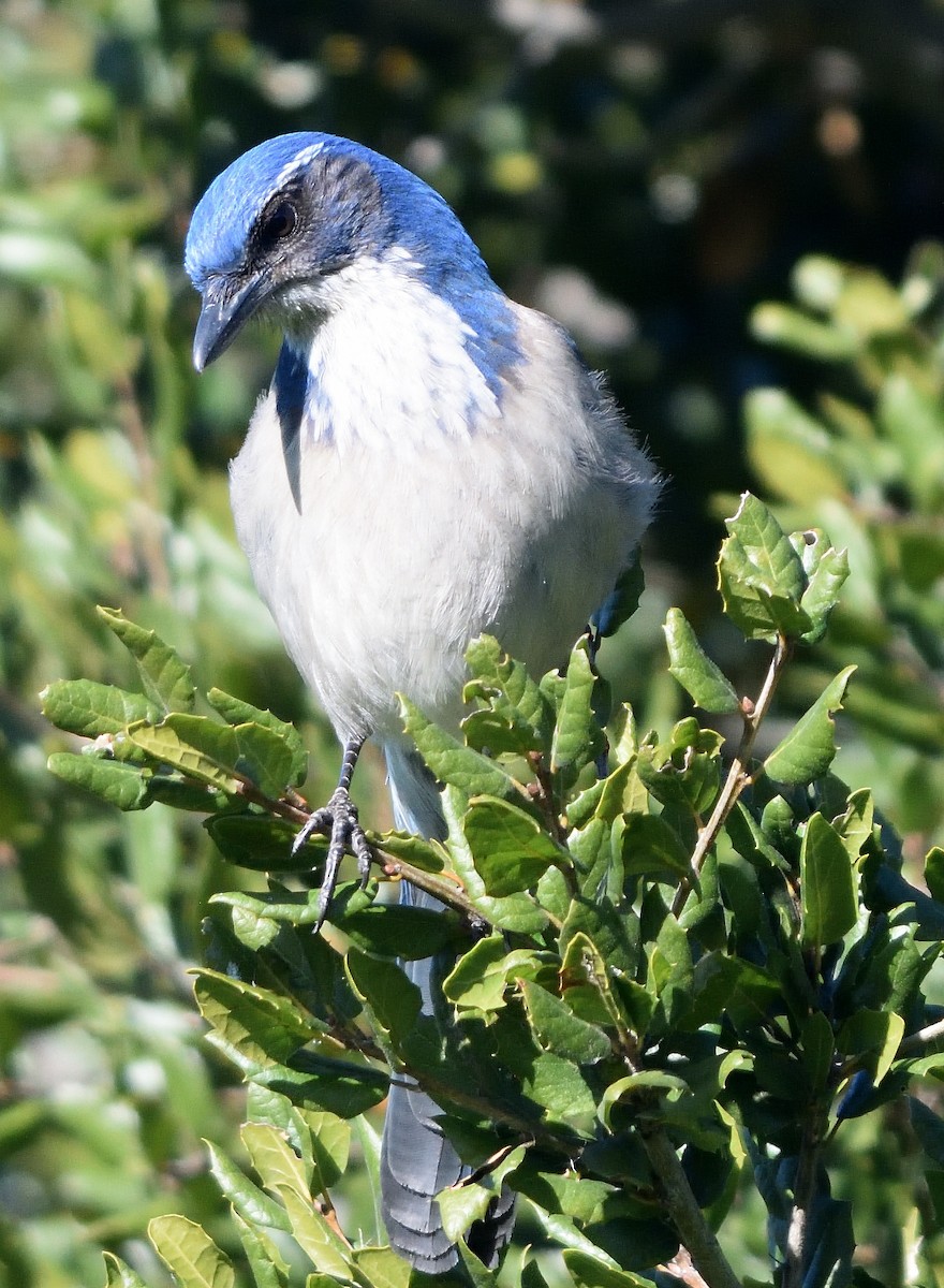 California Scrub-Jay - ML402131331