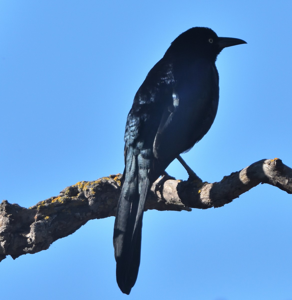 Great-tailed Grackle - ML402131461
