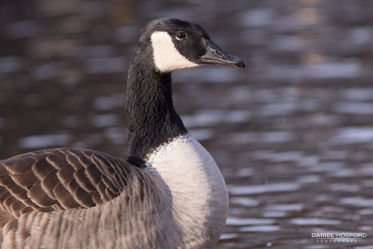 Canada Goose - ML40213151