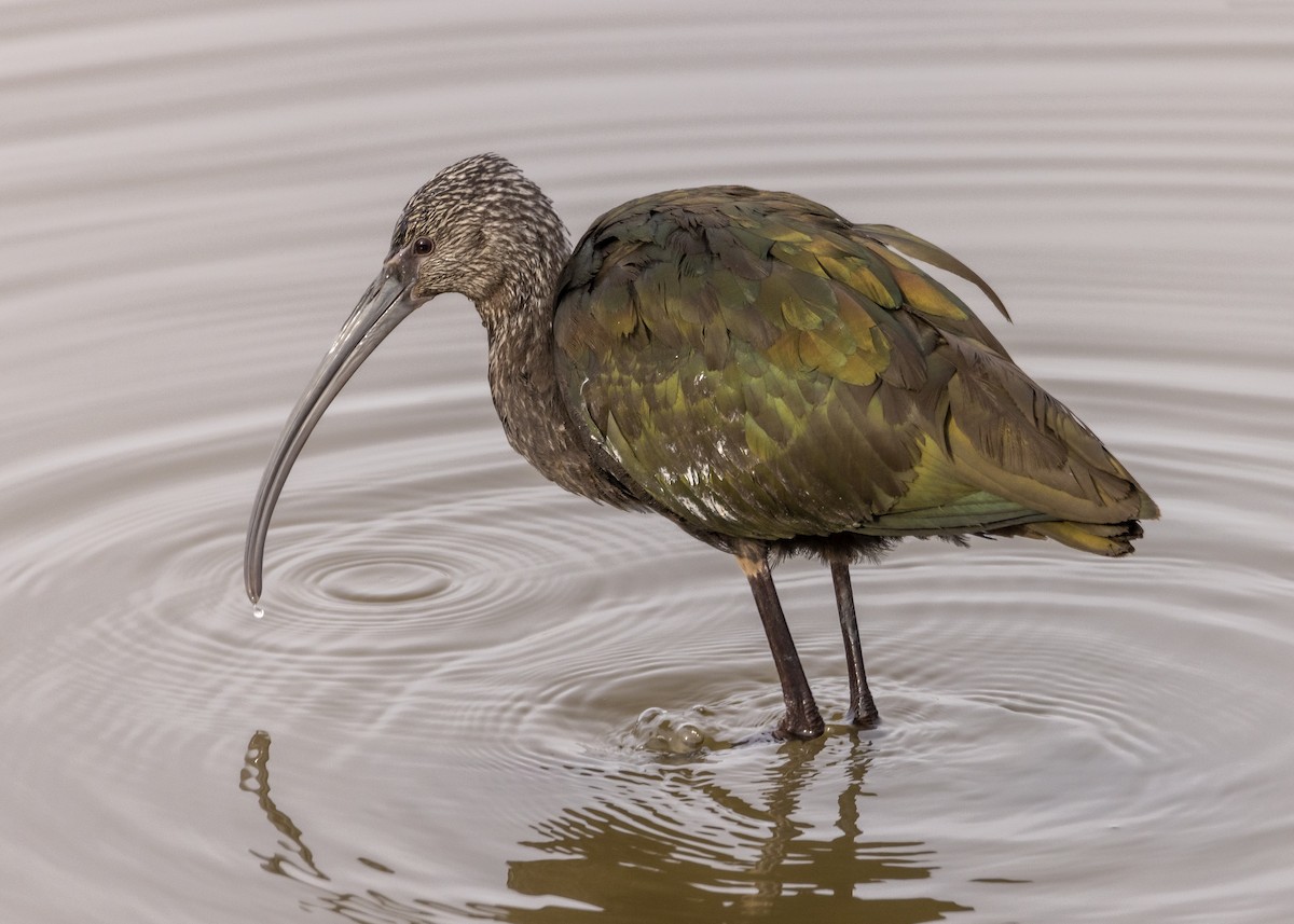 White-faced Ibis - ML402131521
