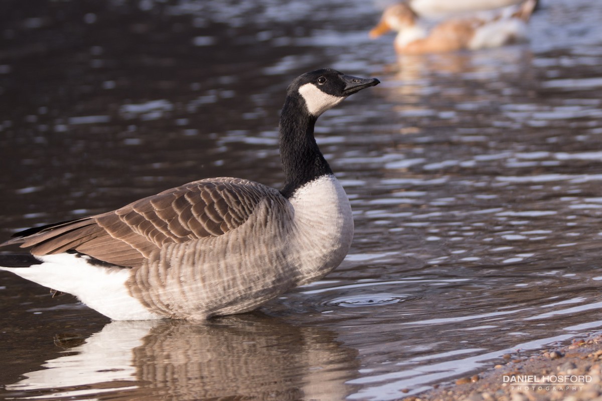 Canada Goose - ML40213161