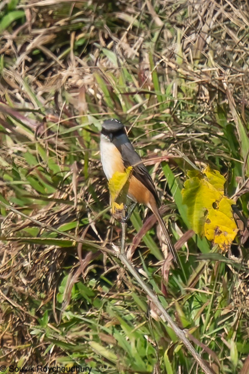Gray-backed Shrike - ML402132221