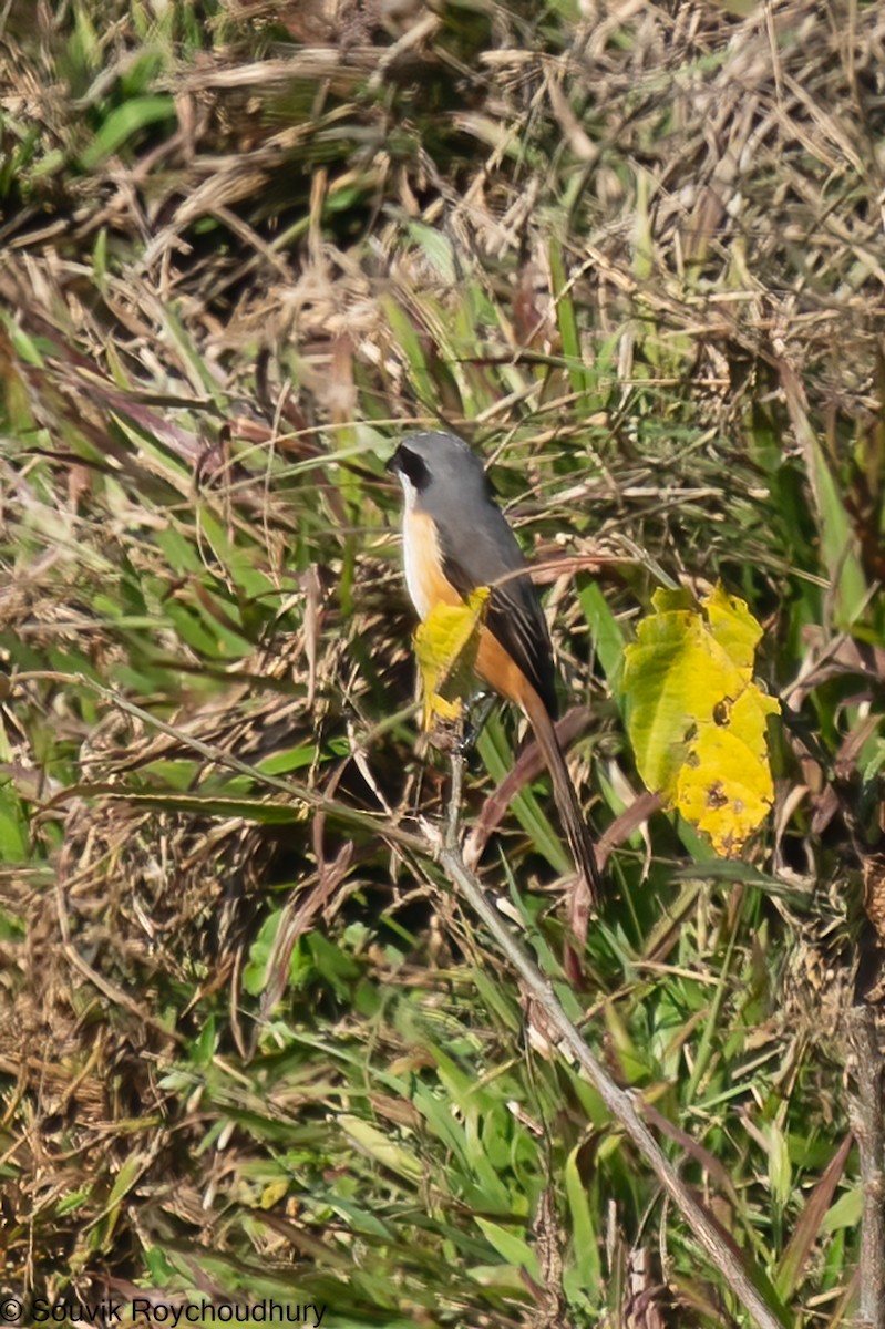 Gray-backed Shrike - ML402132251