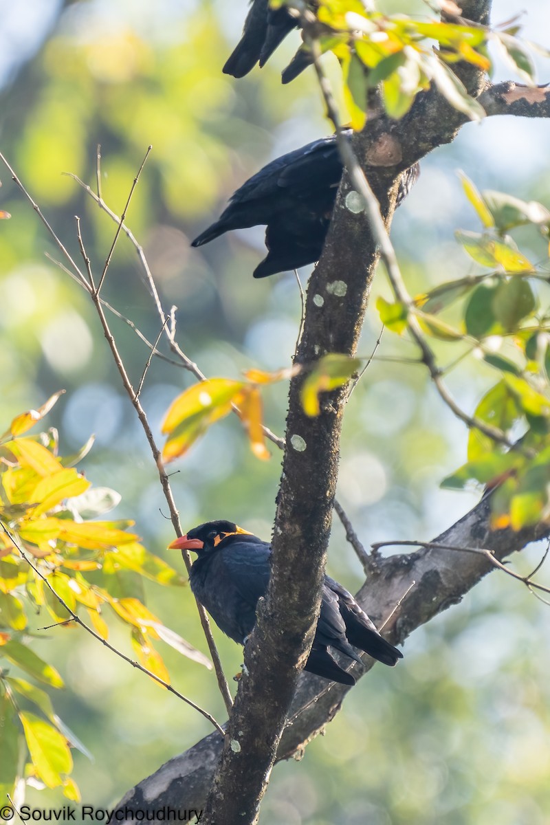 Common Hill Myna - ML402132521