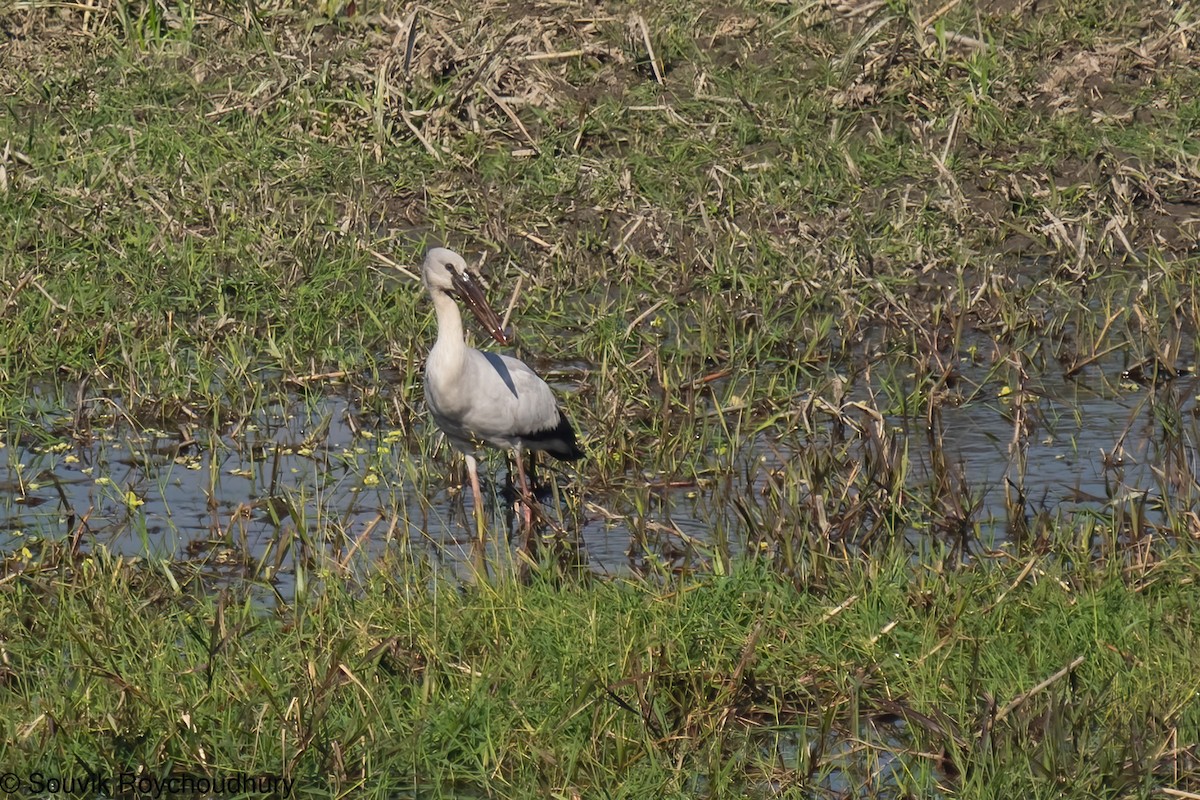 Asian Openbill - ML402132841