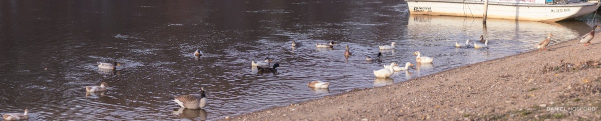 Fehlfarben-Stockente/Hausente - ML40213301