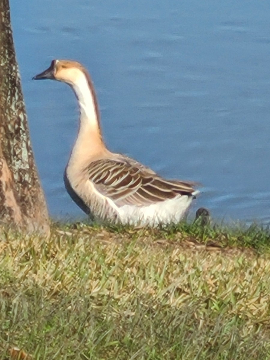 Swan Goose (Domestic type) - ML402135031