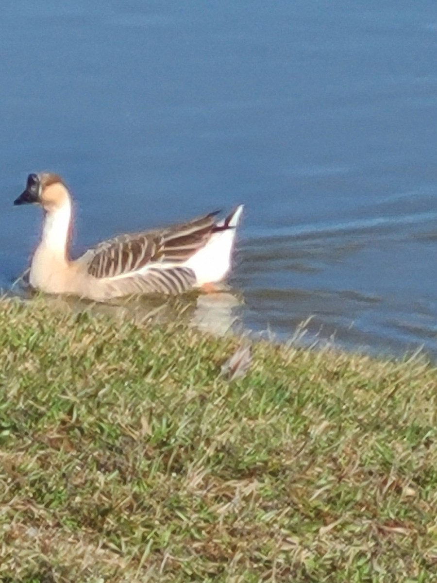 Swan Goose (Domestic type) - ML402135051