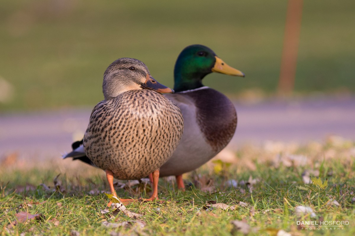 Mallard - ML40213511