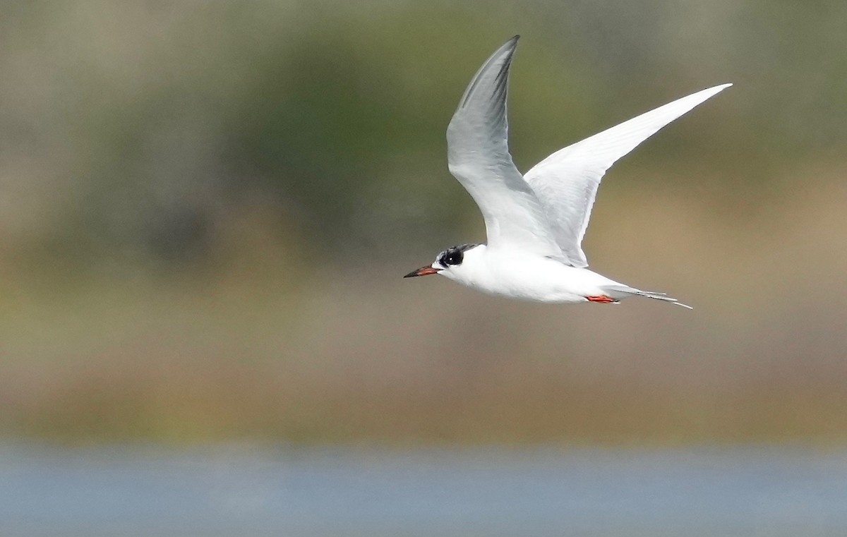 Forster's Tern - ML402135501