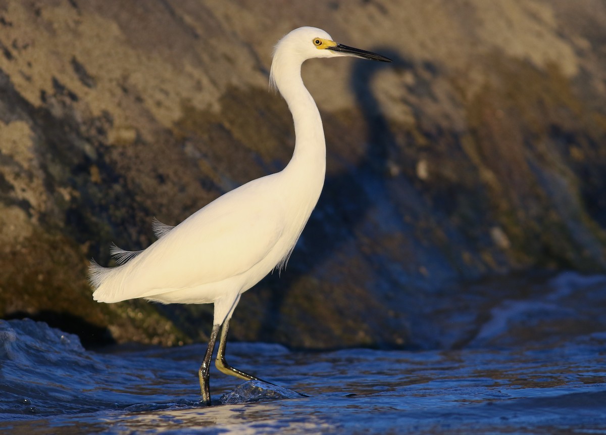 Snowy Egret - ML402136361