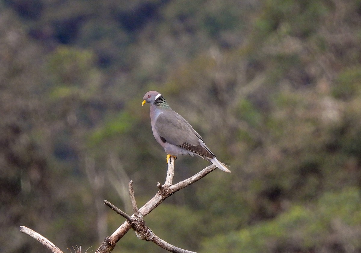 Band-tailed Pigeon - ML402137011