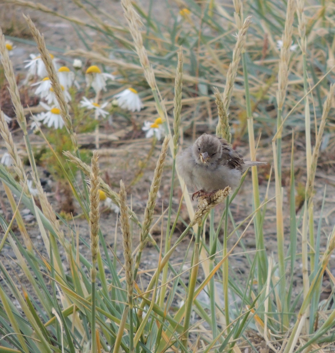 House Sparrow - ML402137551