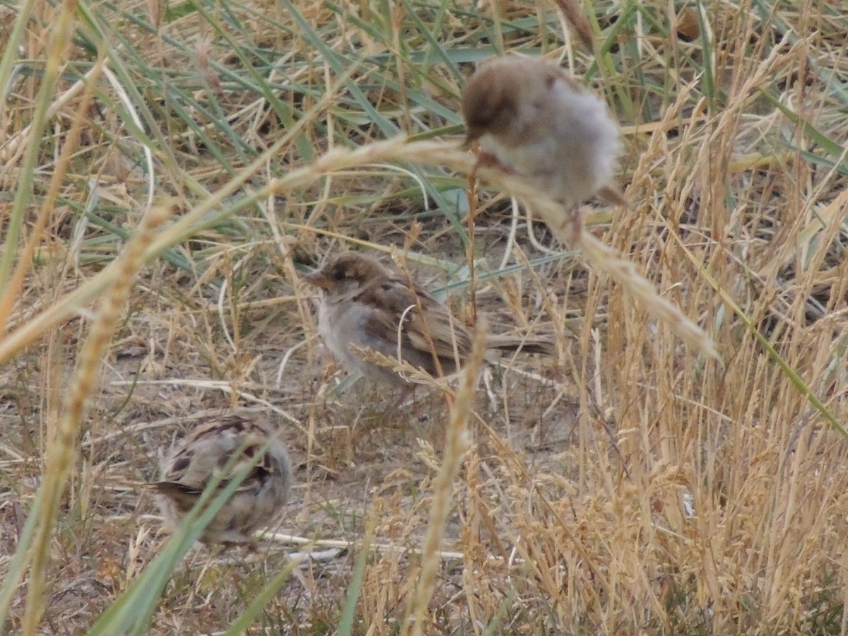 House Sparrow - ML402137811