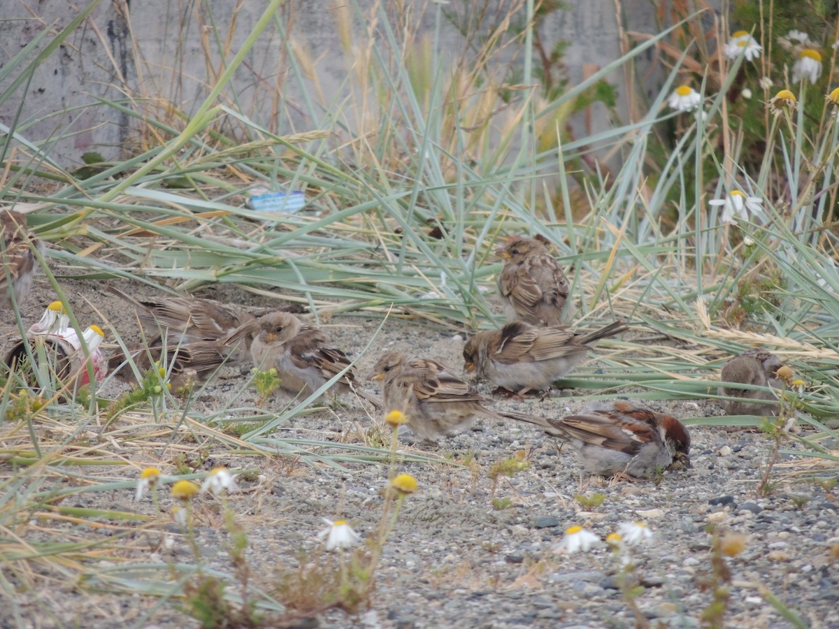 House Sparrow - ML402138201