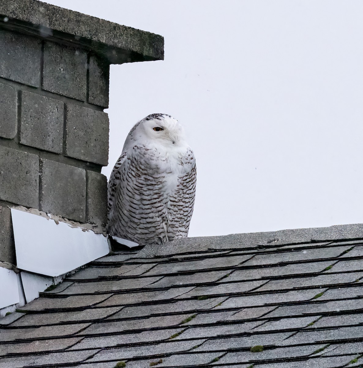 Snowy Owl - ML402138421