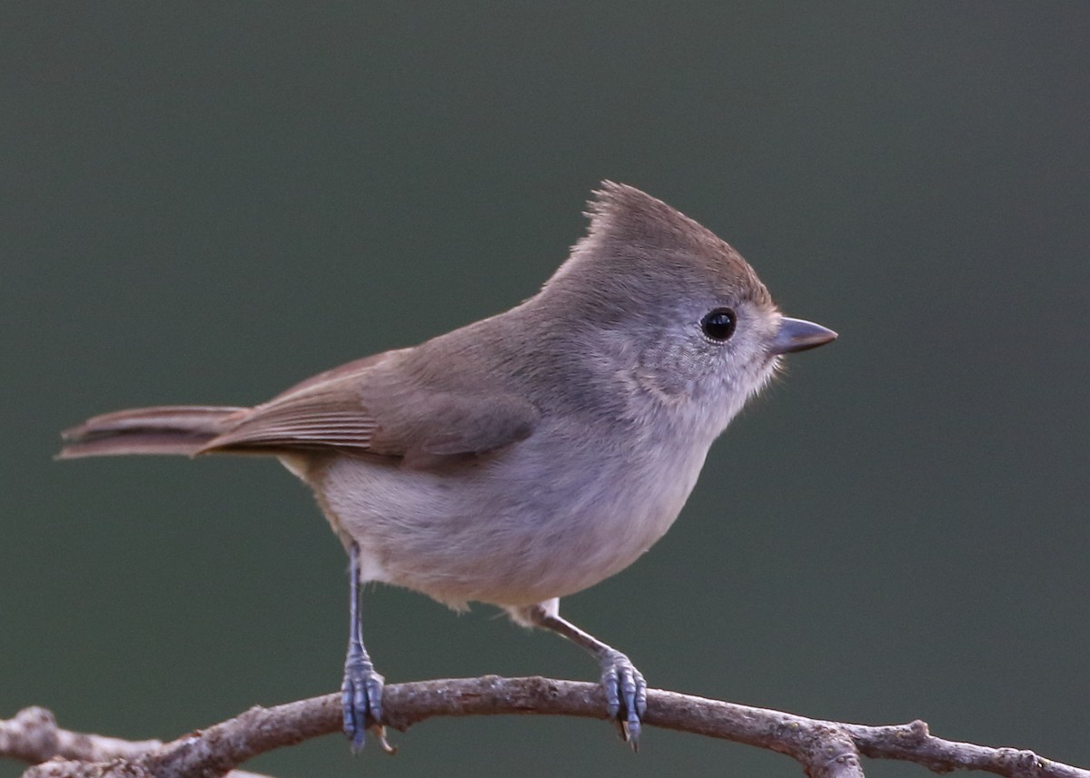 Oak Titmouse - Kent Leland