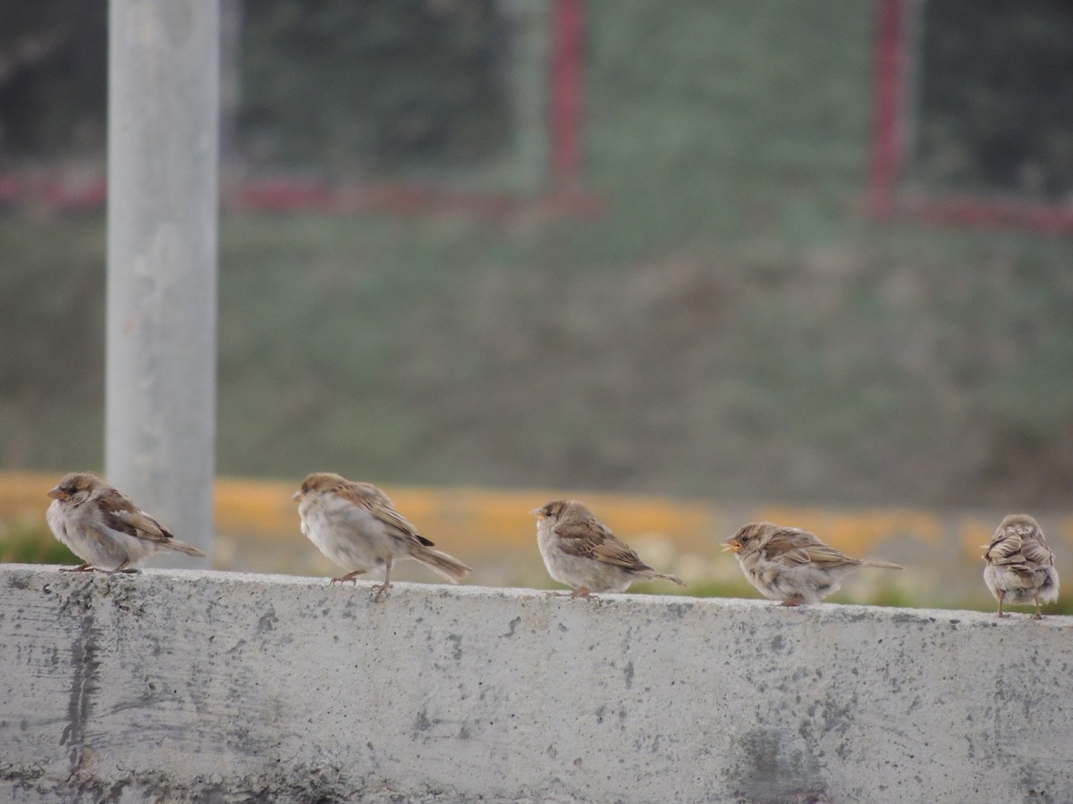 House Sparrow - ML402138691