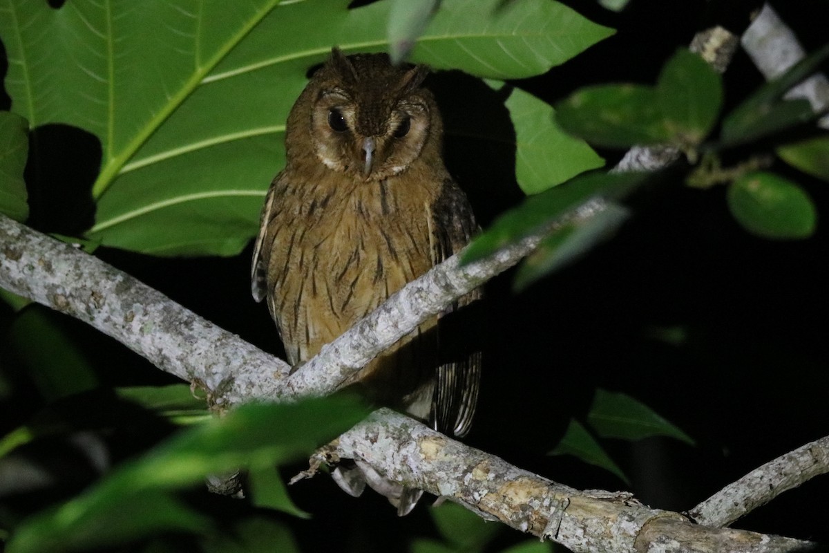 Jamaican Owl - Andrew E and Rebecca A Steinmann